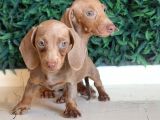 Renk Renk Dachshund Sosis Yavrular