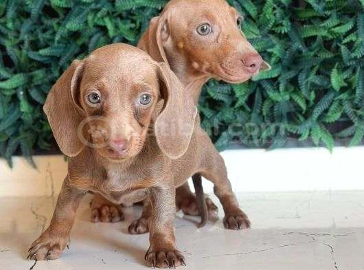 Renk Renk Dachshund Sosis Yavrular görsel