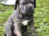 Son Erkek Cane Corso Yavrular Saf Kan