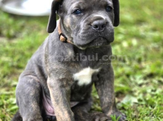 Son Erkek Cane Corso Yavrular Saf Kan görsel