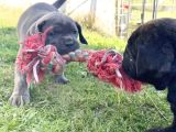 Son Erkek Cane Corso Yavrular Saf Kan