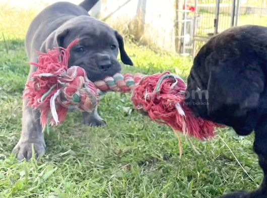 Son Erkek Cane Corso Yavrular Saf Kan görsel
