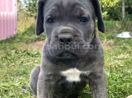 Son erkek cane corso yavrular saf kan
