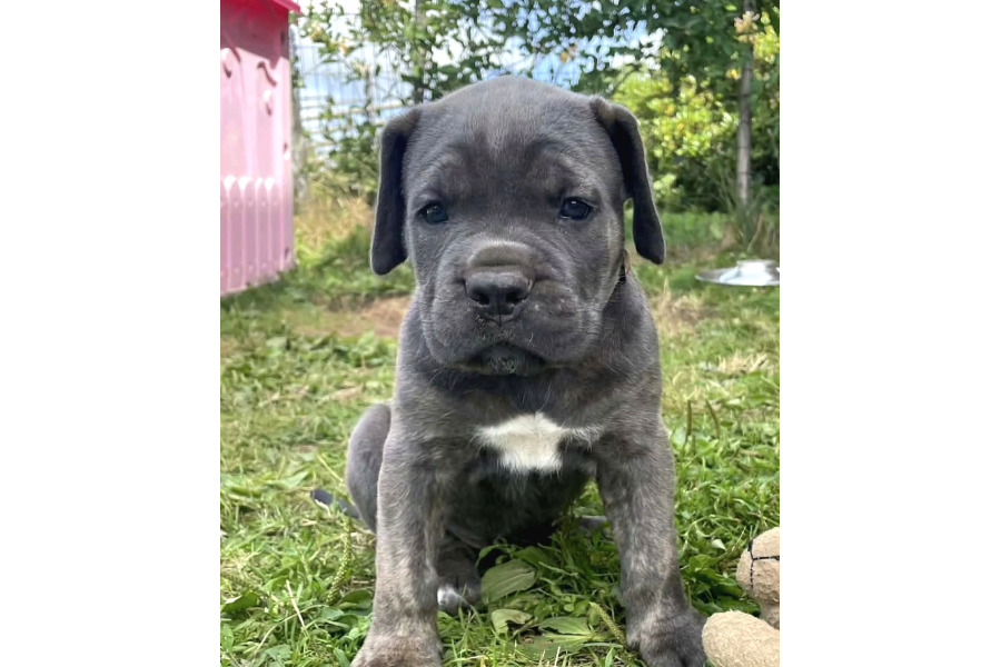 Son Erkek Cane Corso Yavrular Saf Kan