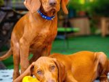 Macar Vizsla