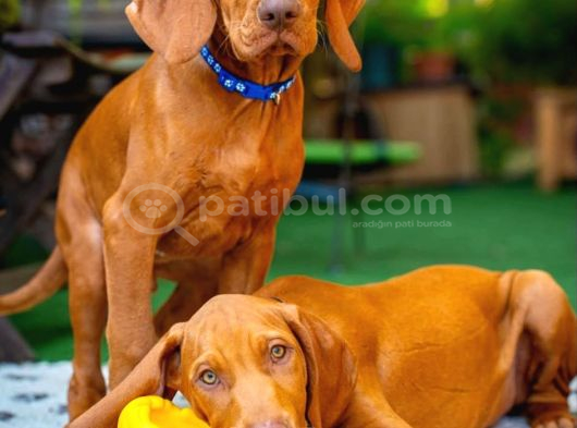 Macar Vizsla görsel