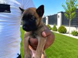 Scr li Babadan Malinois Yavrularımız