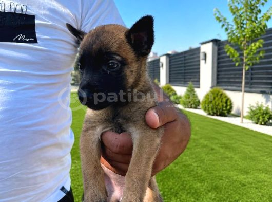 Scr li Babadan Malinois Yavrularımız
