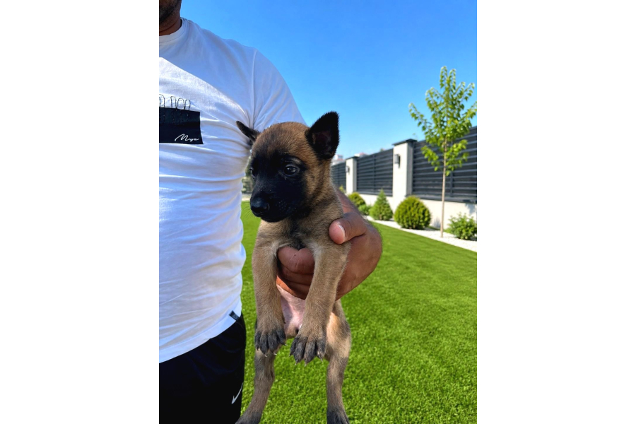 Scr Li Babadan Malinois Yavrularımız