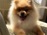 Pomeranian 6 Aylık