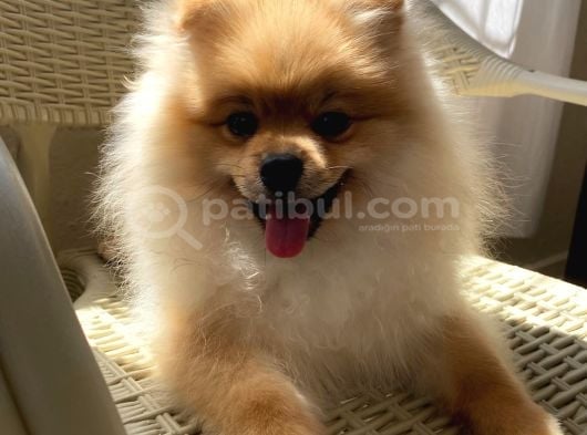 Pomeranian 6 Aylık