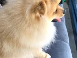 Pomeranian 6 Aylık