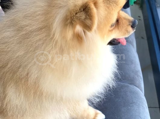 Pomeranian 6 Aylık görsel