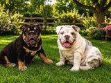 Üst Düzey İngi̇li̇z Buldog Yavrular