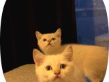 British Shorthair yavrular İzmir Buca