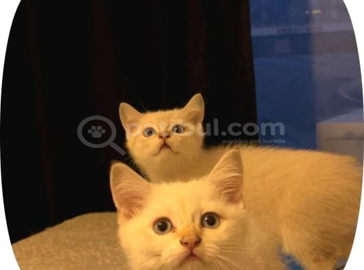 British Shorthair yavrular İzmir Buca