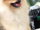 Pomeranian 6 Aylık