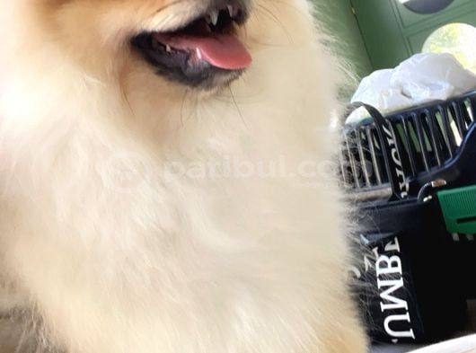 Pomeranian 6 Aylık görsel
