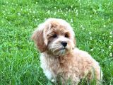 Malti̇poo Ci̇nsi̇ Yavrular Ev Üreti̇mi̇