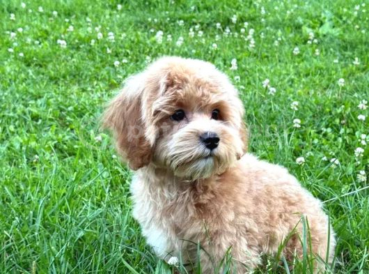 Malti̇poo Ci̇nsi̇ Yavrular Ev Üreti̇mi̇ görsel