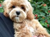 MALTİPOO CİNSİ YAVRULAR EV ÜRETİMİ