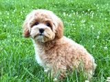 Malti̇poo Ci̇nsi̇ Yavrular Ev Üreti̇mi̇