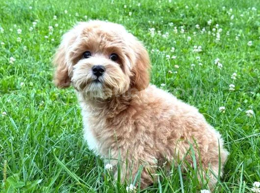 Malti̇poo Ci̇nsi̇ Yavrular Ev Üreti̇mi̇ görsel