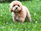 Malti̇poo Ci̇nsi̇ Yavrular Ev Üreti̇mi̇