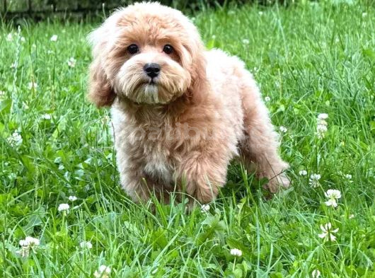 Malti̇poo Ci̇nsi̇ Yavrular Ev Üreti̇mi̇ görsel