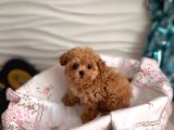 Malti̇poo Ci̇nsi̇ Yavrular Ev Üreti̇mi̇