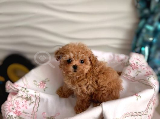 Malti̇poo Ci̇nsi̇ Yavrular Ev Üreti̇mi̇ görsel