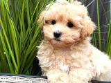 Kipkirmizi Red Toy Poodle Sevi̇mli̇ Yavrular