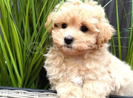 Kipkirmizi Red Toy Poodle Sevi̇mli̇ Yavrular görsel