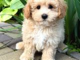Malti̇poo Ci̇nsi̇ Yavrular Ev Üreti̇mi̇
