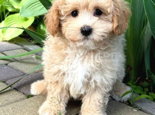 Malti̇poo Ci̇nsi̇ Yavrular Ev Üreti̇mi̇ görsel