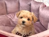 Malti̇poo Ci̇nsi̇ Yavrular Ev Üreti̇mi̇