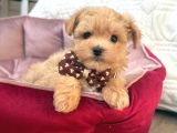 MALTİPOO CİNSİ YAVRULAR EV ÜRETİMİ