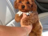 Toy Poodle Sevi̇mli̇ Yavrular Ev Üreti̇mi̇