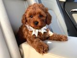 TOY POODLE SEVİMLİ YAVRULAR EV ÜRETİMİ