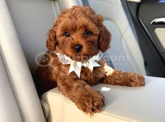 TOY POODLE SEVİMLİ YAVRULAR EV ÜRETİMİ