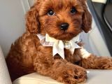 Toy Poodle Sevi̇mli̇ Yavrular Ev Üreti̇mi̇
