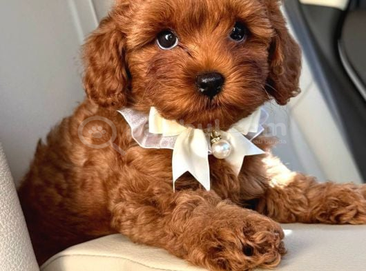 Toy Poodle Sevi̇mli̇ Yavrular Ev Üreti̇mi̇ görsel