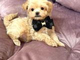 Malti̇poo Ci̇nsi̇ Yavrular Ev Üreti̇mi̇