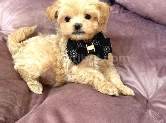 MALTİPOO CİNSİ YAVRULAR EV ÜRETİMİ