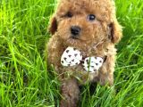 Kipkirmizi Red Toy Poodle Sevi̇mli̇ Yavrular
