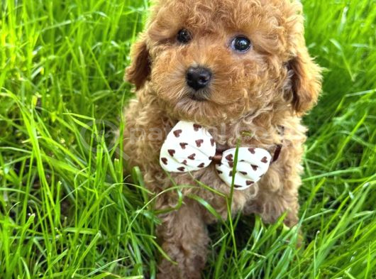 Kipkirmizi Red Toy Poodle Sevi̇mli̇ Yavrular görsel