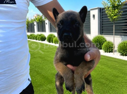 Scr Li Babadan Malinois Yavrularımız görsel