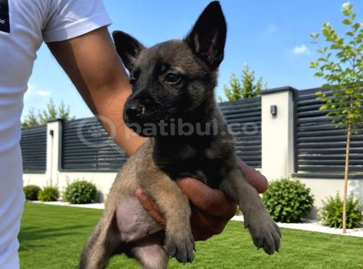 Scr Li Babadan Malinois Yavrularımız görsel
