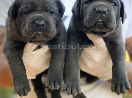 ÜST SEVİYE CANE CORSA YAVRULARI