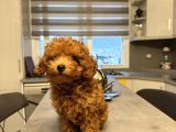 Erkek Toy Poodle